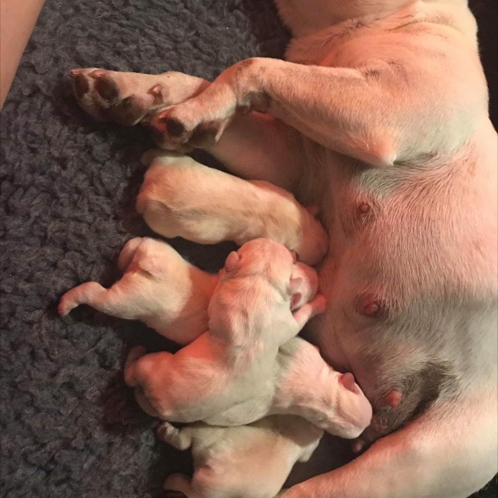 ISO DOG ITEMS